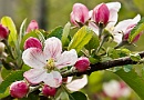 Apple Blossom.jpg
